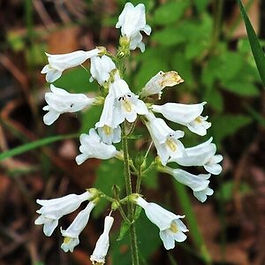 Foxglove Beardtongue