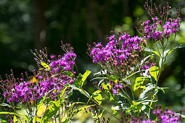 New York Ironweed
