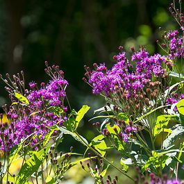 New York Ironweed