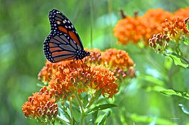Butterfly Weed