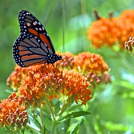 Butterfly Weed