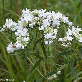 Mountain Mint