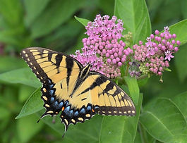 Swamp milkweed