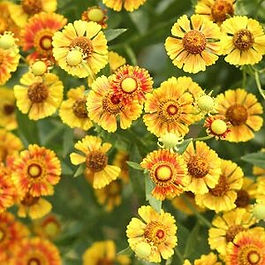 Fall Sneeze Weed