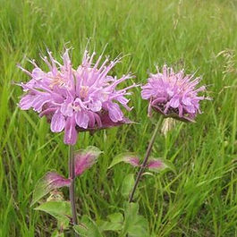 Monarda
