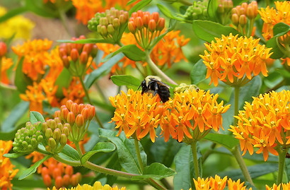 Butterflyweed bumble.jpg