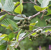 Alnus incana