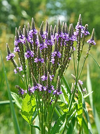 Blue Vervain