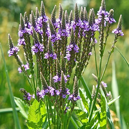Blue Vervain