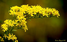 Sweet Goldenrod