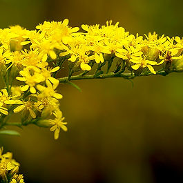 Sweet Goldenrod