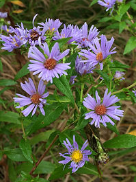 Aster