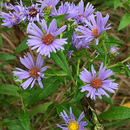 Aster
