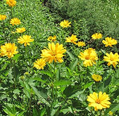 Heliopsis helianthoides