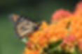 ree