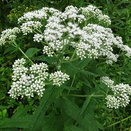 Boneset