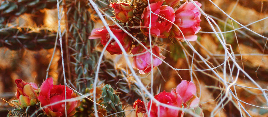 Silent Echoes: Unraveling the Tangled Threads of Hidden Narratives