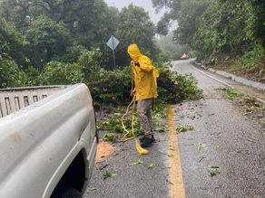 Atiende Protección Civil El Naranjo, árbol caído qué obstruía la carretera federal