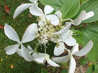 DSCF2703.JPG