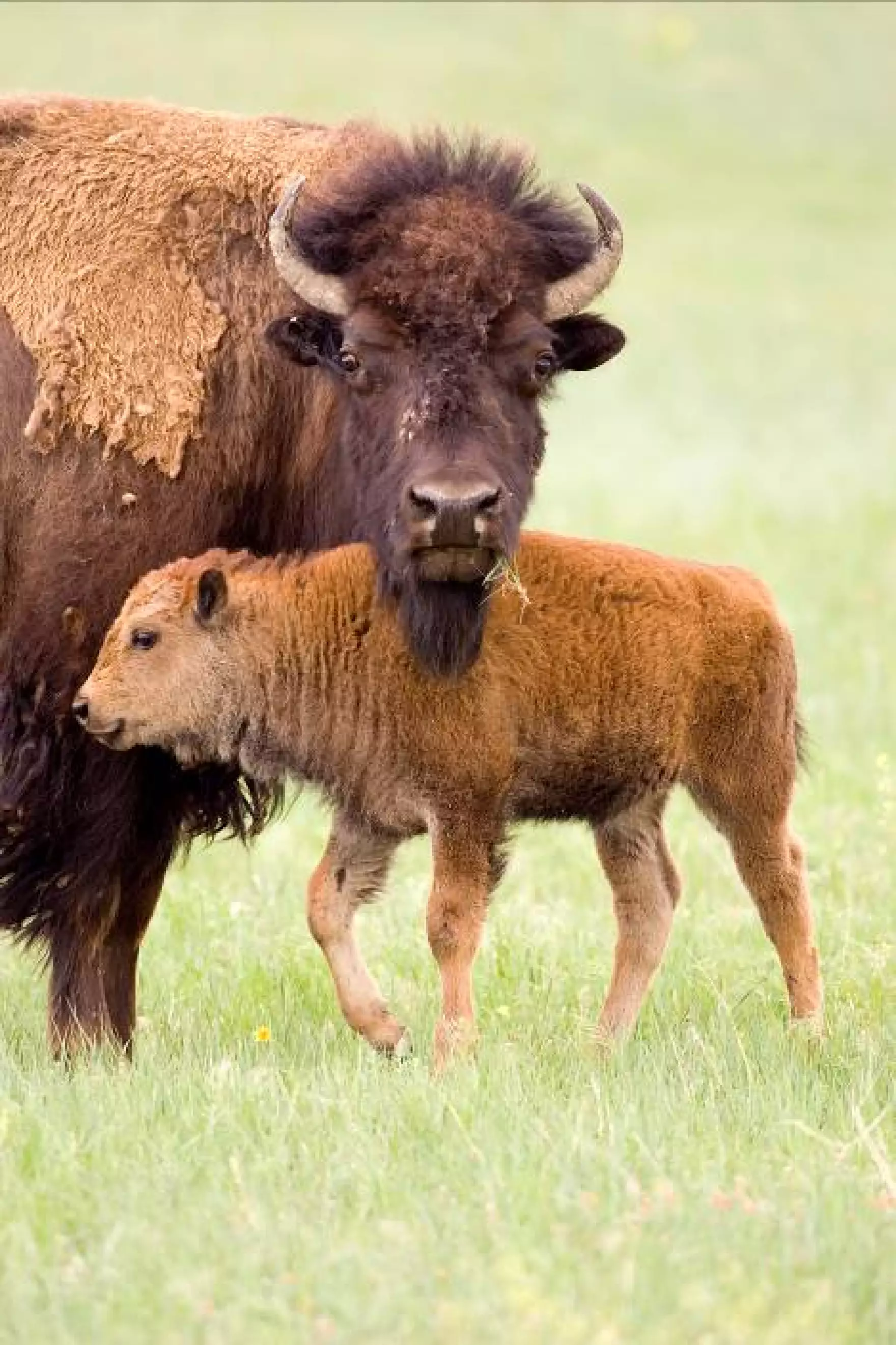 Image de bison et jeune