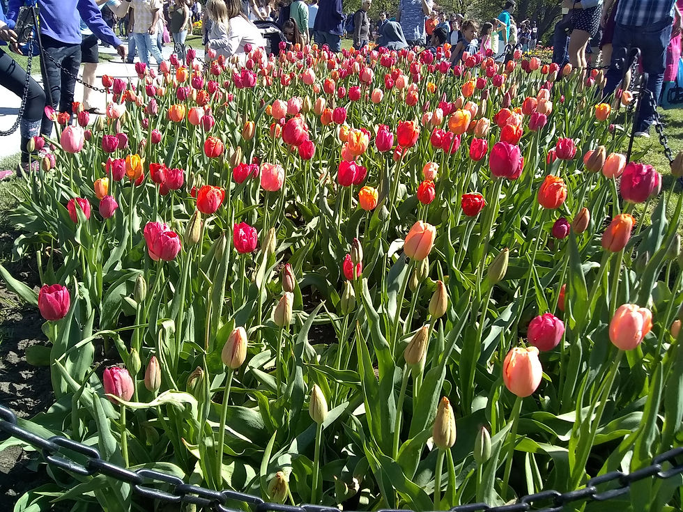 Thumbnail: Albany Tulip Festival 2018 - 15 Pack