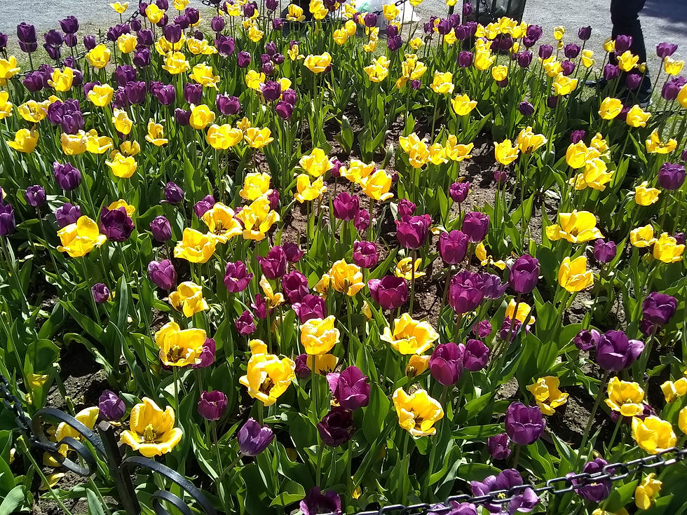 Thumbnail: Albany Tulip Festival 2018 - 15 Pack