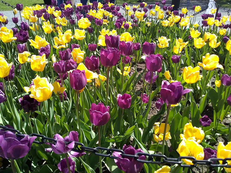 Thumbnail: Albany Tulip Festival 2018 - 15 Pack