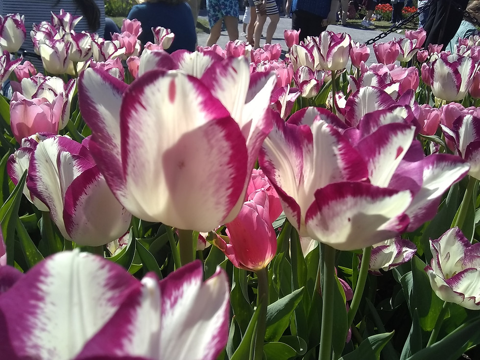 Thumbnail: Albany Tulip Festival 2018 - 15 Pack
