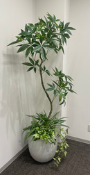 下草付きパキラ