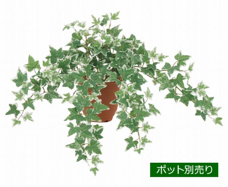 ユーロアイビーブッシュ（斑入り）(S) LEB-8344-S