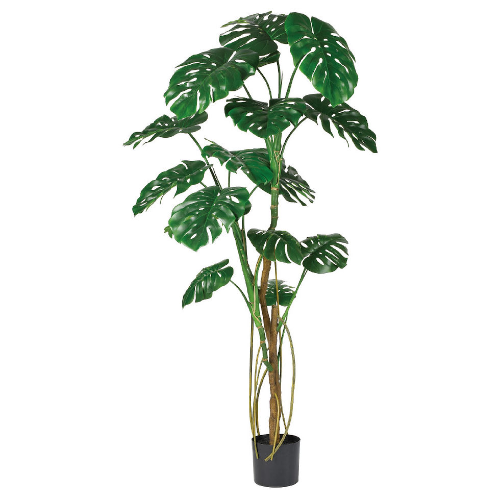 モンステラ(ポット付)A-51066