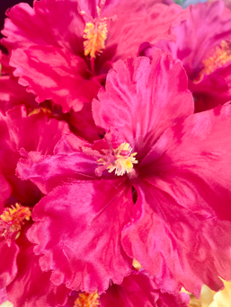 ハイビスカスアップ