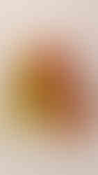 オータムカラーのコットンウッッドブッシュとかぼちゃ