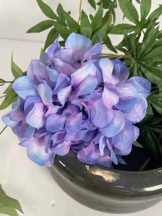 紫の紫陽花