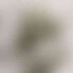 オリーブスプレイ(実付き) の枝