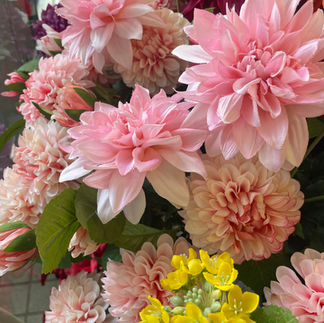 大輪のピンクのダリア