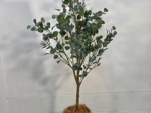 丸葉ユーカリポット