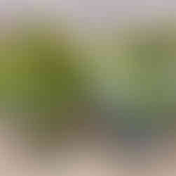 アイアンのブリキポットに入れたプレミアムデイジーブッシュ FLB-8111