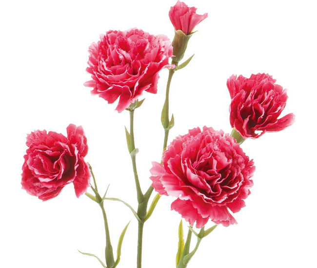 カーネーションスプレーFA-7264ビューティー