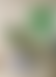 ウンベラータとストレリチア