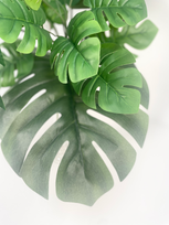 モンステラの切込み