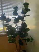 インディアンアーモンド