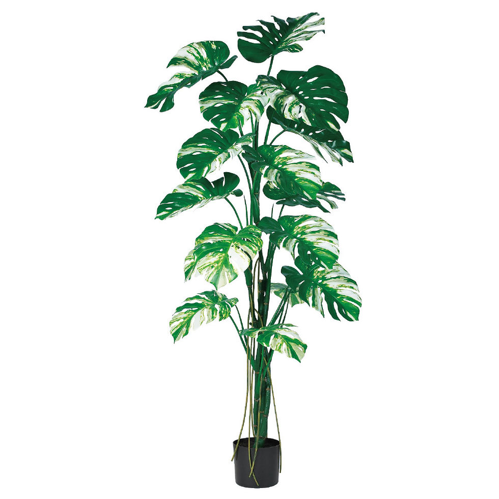 モンステラ(ポット付)A-51073