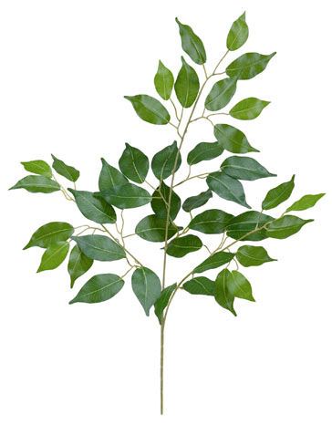 フィカススプレイ LES-5119