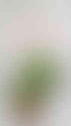 ツイストアルテシマの下の葉