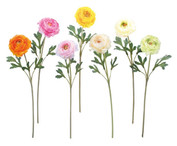 定番カラーのラナンキュラスソネット 