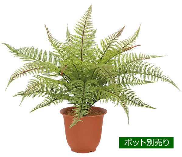 ボストンファーンブッシュ LEB-8233