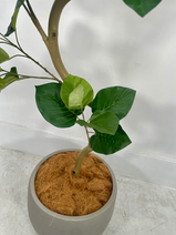 鉢植えのココヤシファイバーまでこだわった、上質なフェイクグリーン