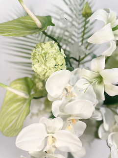 白い胡蝶蘭