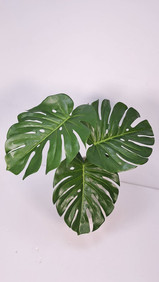 ３枚のモンステラ(L) LES-5168-L